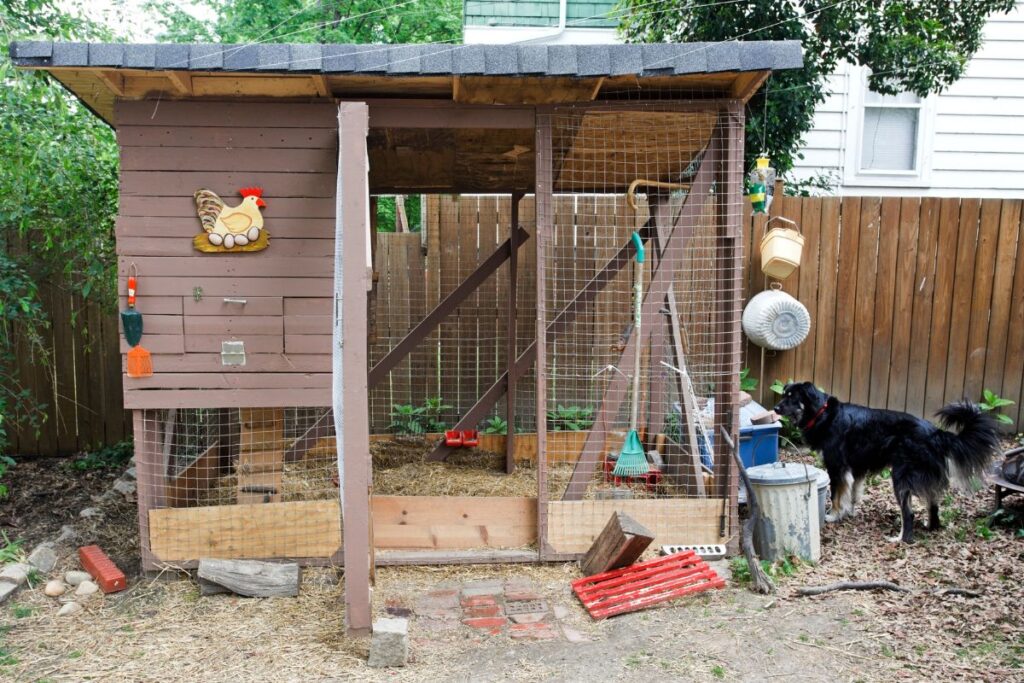 How to Build a Chicken Coop Starter Kit with Chewy's Top Picks