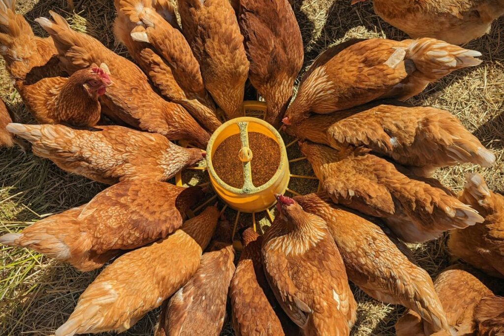 Complete Guide to Chicken & Poultry Supplies & Accessories on Chewy for 2025