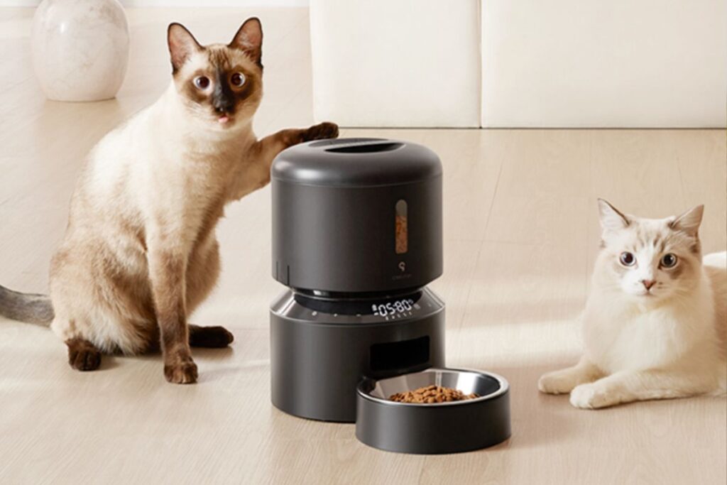 6 Breakthrough Cat Essentials for 2025 That Will Change Your Feline Care Routine